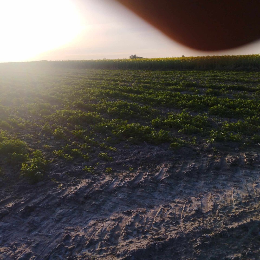 I will sell parsley from about 2 ha, the price depends on collection and packaging, self-harvesting is possible according to needs, several people can help