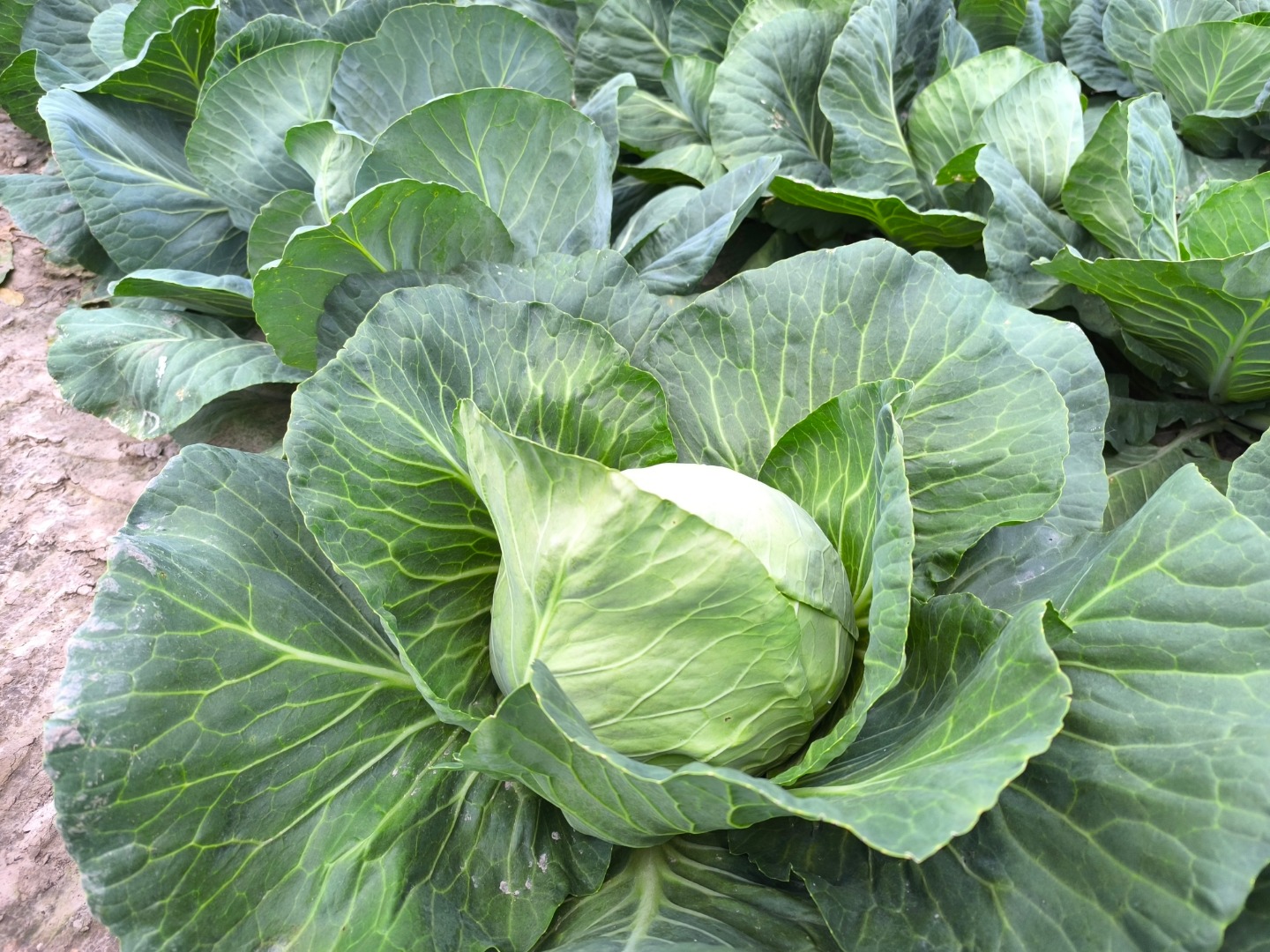 I will sell young cabbage