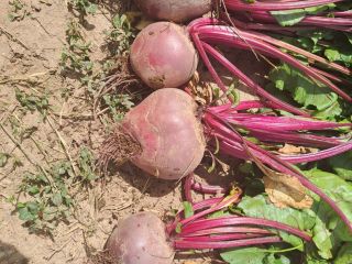 I am selling red beets, production 2024, quantity 40