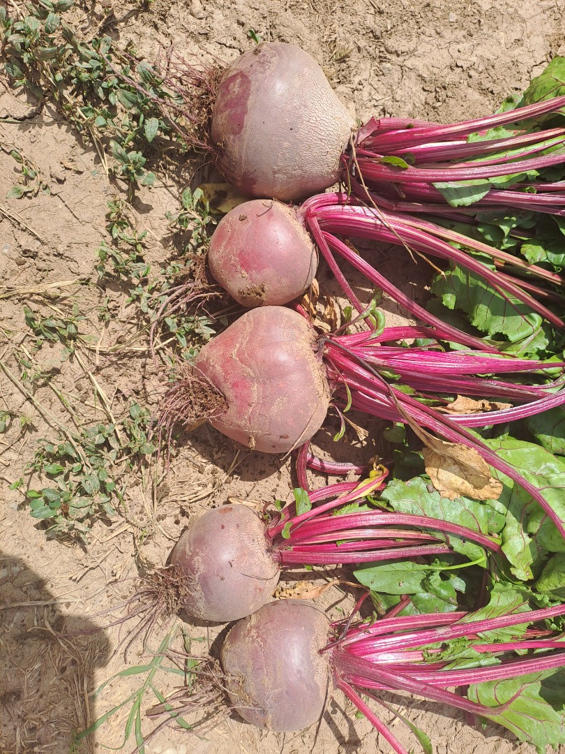 I am selling red beets, production 2024, quantity 40 tons, price 2.5 ron