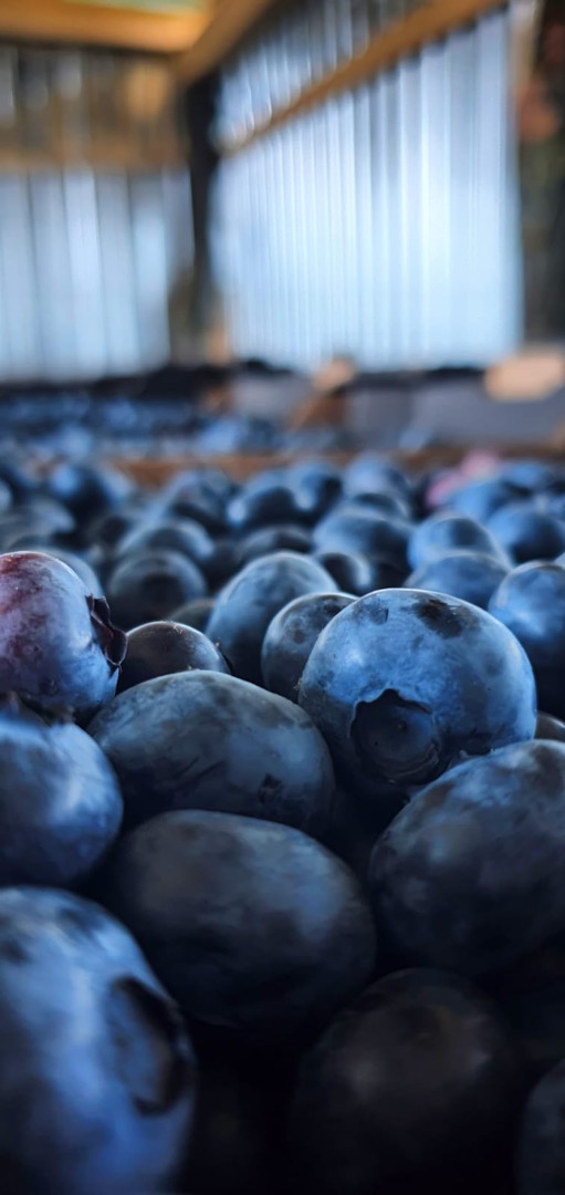 GLOBAL GAP and GRASP certified fruits