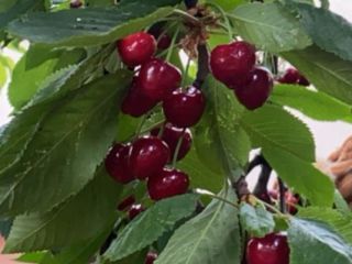 Hello, I have a burlat cherry for sale. Personal