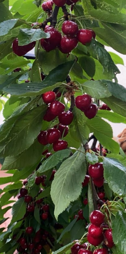Hello, I have a burlat cherry for sale