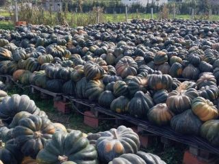 Premium Tunisian Pumpkins - Exporting Excellence Worldwide Our company