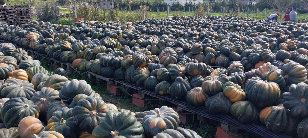 Premium Tunisian Pumpkins - Exporting Excellence Worldwide Our company offers top-quality Tunisian pumpkins, known for their rich flavor and exceptional