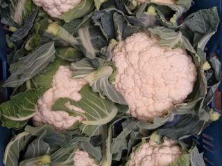 I will sell cauliflower in large quantities. Caliber 6/8