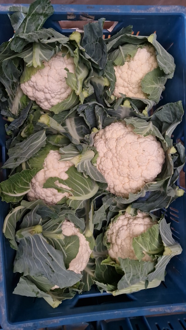 I will sell cauliflower in large quantities