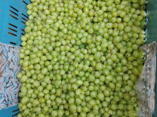 I will sell gooseberries of the Puszkinski variety, quantity