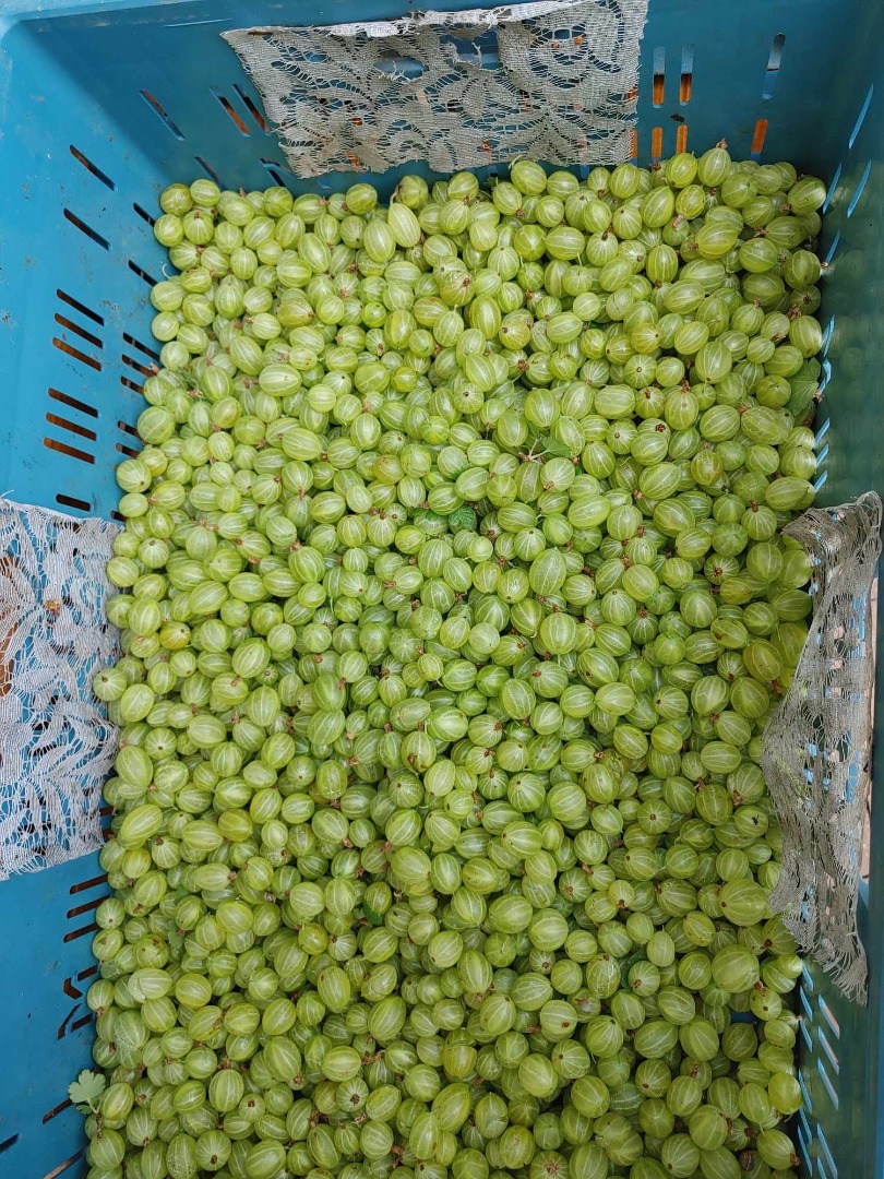 I will sell gooseberries of the Puszkinski variety, quantity 12-15 tons