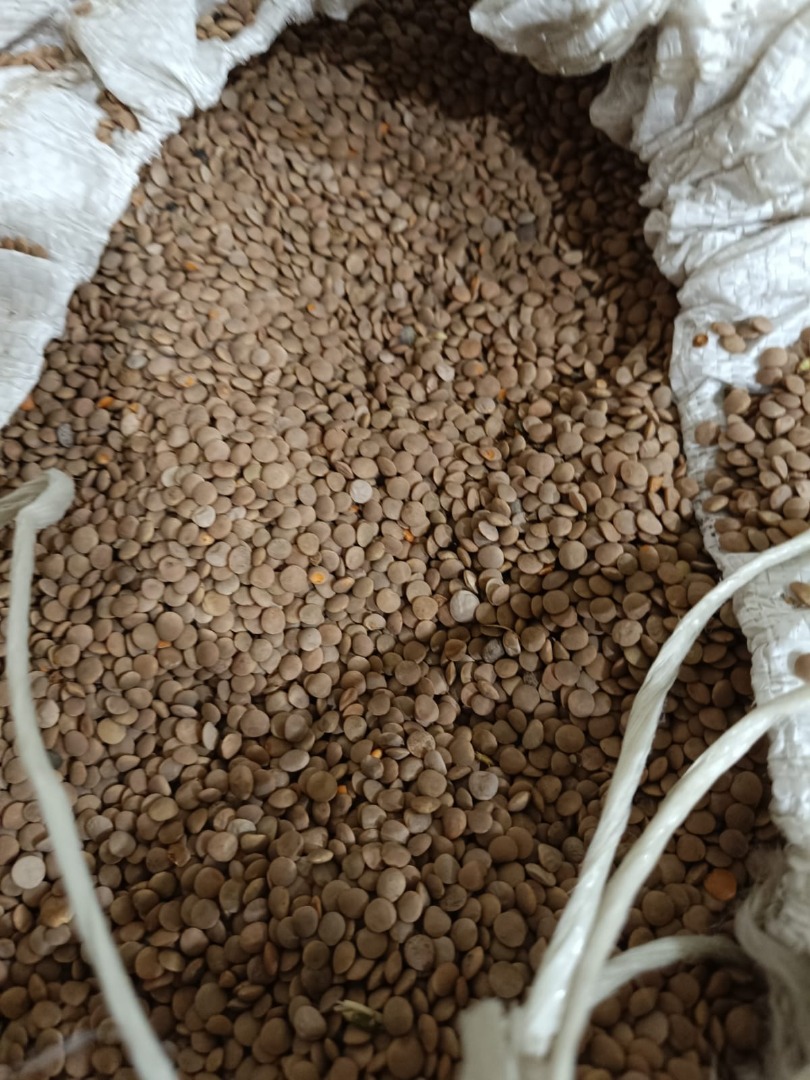 I will sell white sorghum, purity 98%, humidity up to 14.5%, big-bag packaging 1000-1100 kg