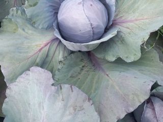 I will sell young red cabbage 1+ and Italian