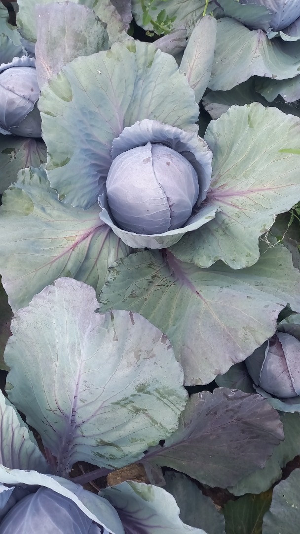 I will sell savoy cabbage, weight 1+, price negotiable