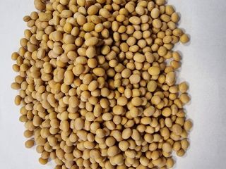 Offer for fodder soya beans Price negotiable offer for
