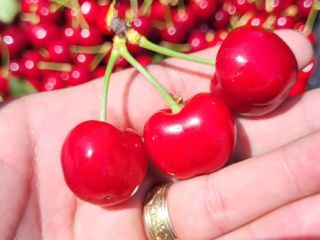 Large and medium-sized cherries from the Moldova area, Iasi
