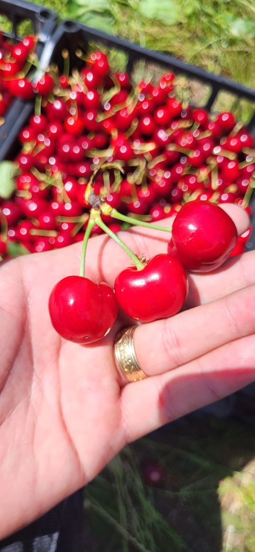 Large and medium-sized cherries from the Moldova area, Iasi county