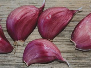 new crop dried garlic 2024 export from Uzbekistan 1