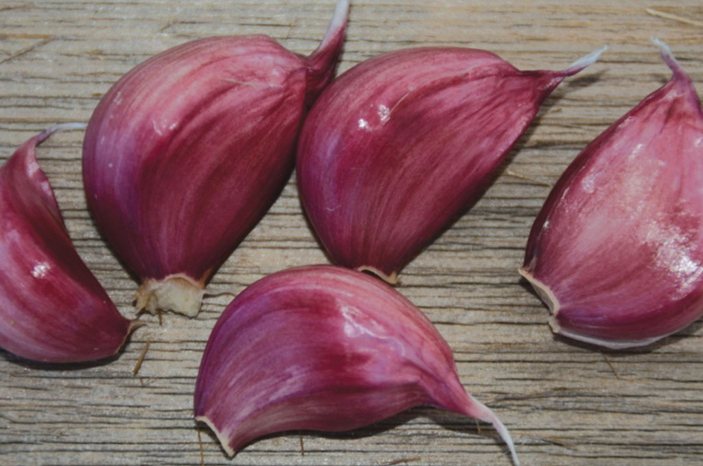 new crop dried garlic 2024 export from Uzbekistan 1 kg 1.3$ 1 ton - 1300$