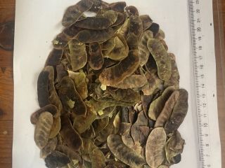 We offer Senna Pods.