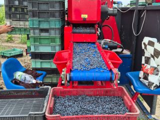 Hello. I will sell haskap berries, varieties HoneyBee, IndigoGem,