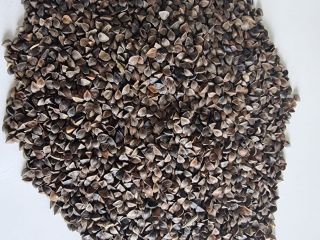 Buckwheat/ Buckwheat Price negotiable, purity 98%, please contact us