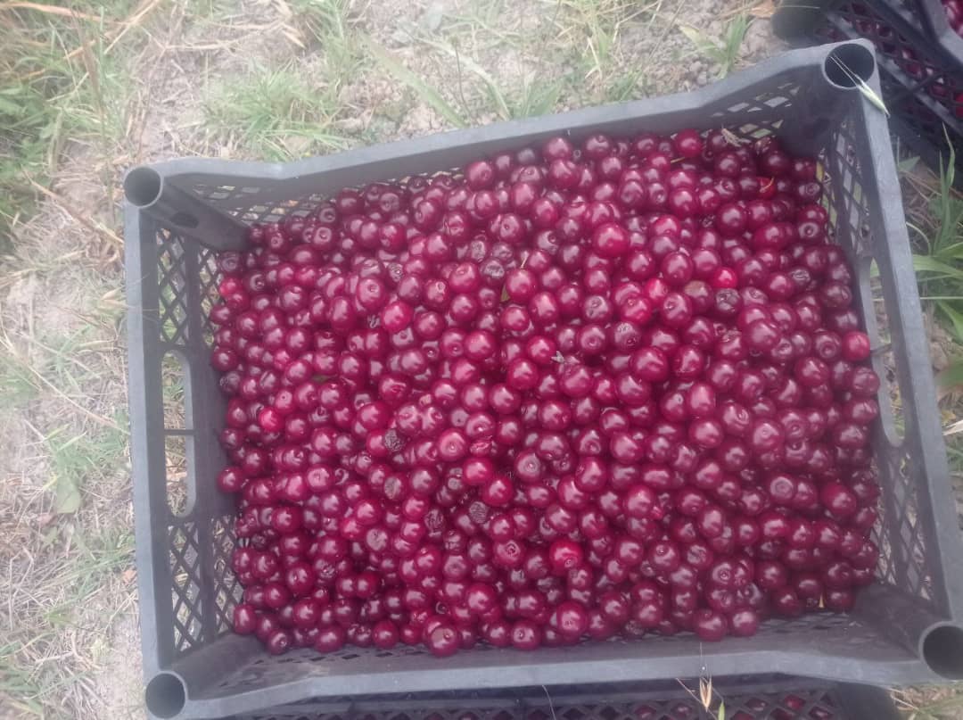 I will buy any quantity of fresh cherries