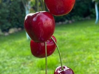 Officially from 08.06.2024 we will start harvesting cherries from