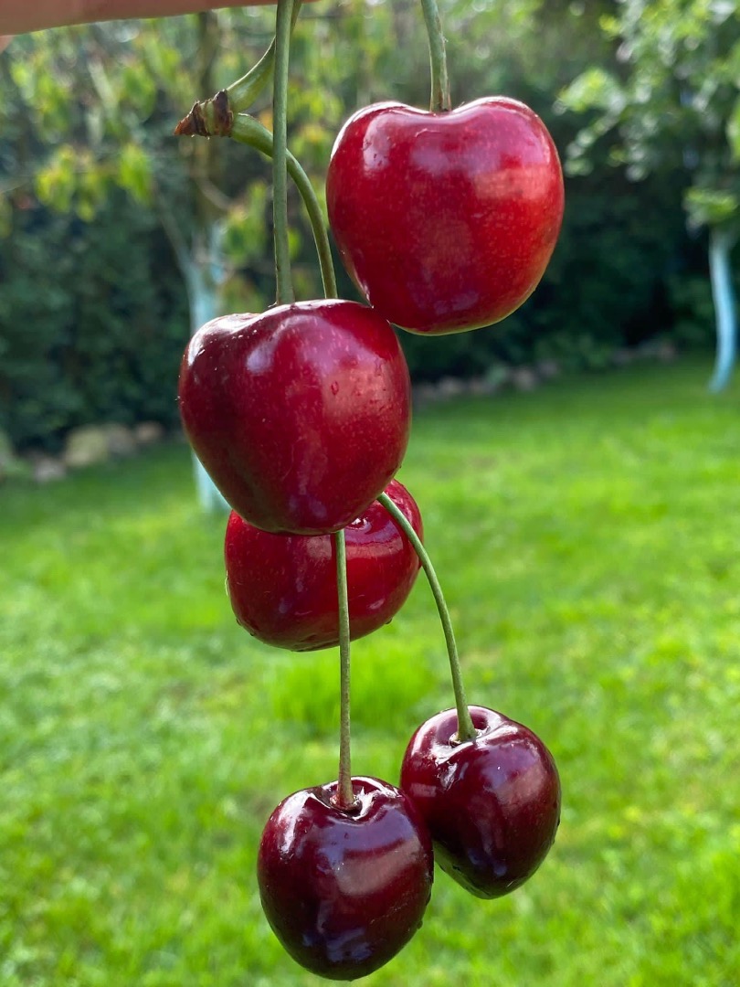 Officially from 08.06.2024 we will start harvesting cherries from our own orchard, 100% Romanian production
