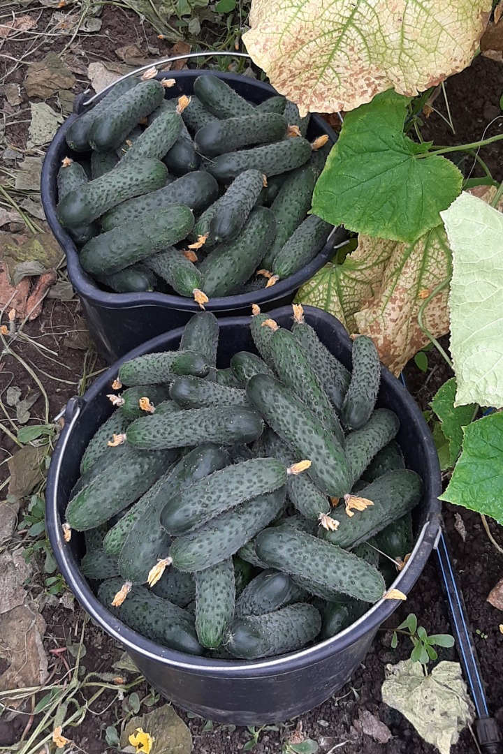 Dear Customers, We would like to announce that we are selling fresh cucumbers, tomatoes, and other vegetables in industrial quantities