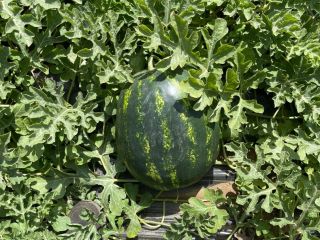 Size 6-10 kg, round shape