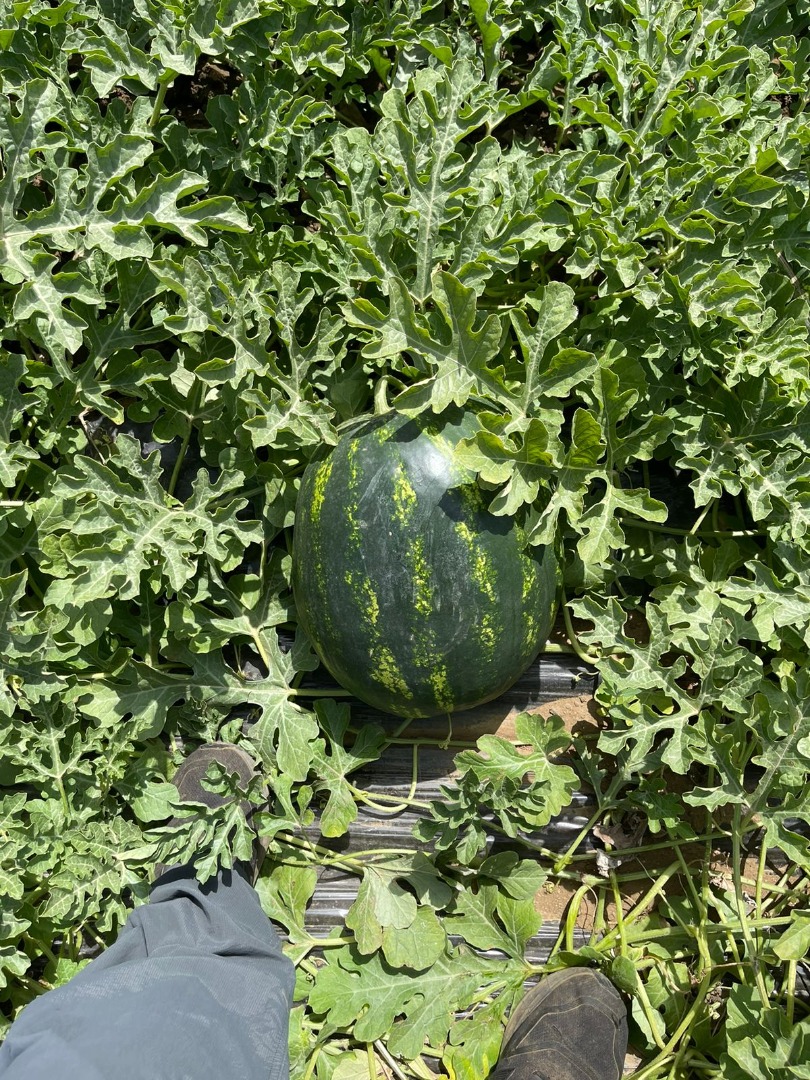 Size 6-10 kg, round shape