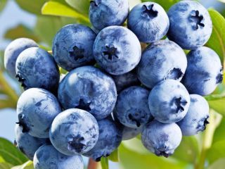 Blueberries freshly picked in Poland and delivered free of
