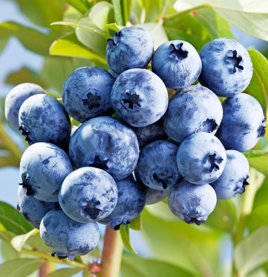 Blueberries freshly picked in Poland and delivered free of charge throughout Germany! We can deliver from 1 to 100 tons
