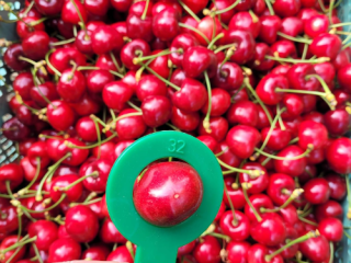 I am selling a large cherry tree