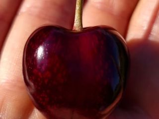 Hello, I invite you to the CHERI ORCHARD family