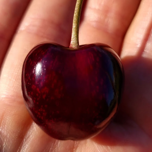 Hello, I invite you to the CHERI ORCHARD family orchard