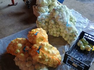 I will sell young onions peeled white caliber 5+