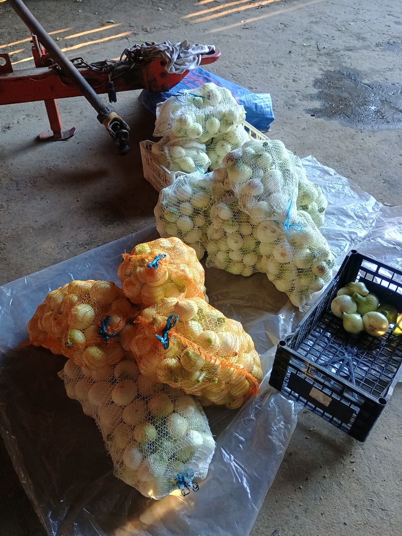 I will sell young onions peeled white caliber 5+ washed