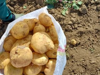 We wholesale Romanian potatoes. container: bag, mesh, big bag