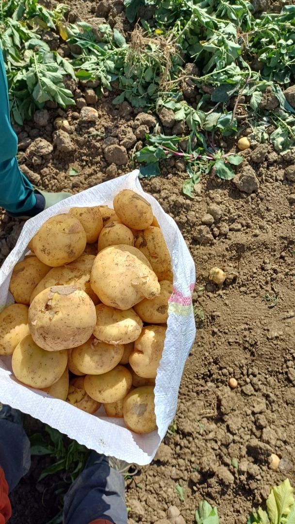 We wholesale Romanian potatoes