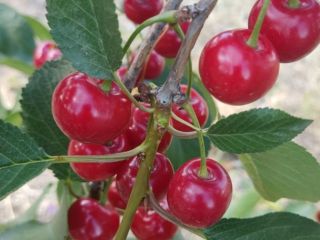 A sour cherry grower from the Republic of Moldova.