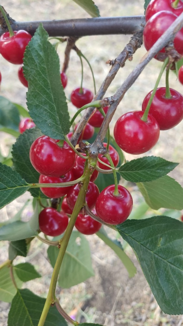 A sour cherry grower from the Republic of Moldova