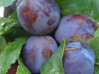 Anna Spath plums in Southern Romania up to 40T