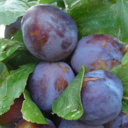 Anna Spath plums in Southern Romania up to 40T ready for delivery almost anywhere in Europe