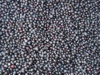 I will buy fresh forest berries, all over Poland,