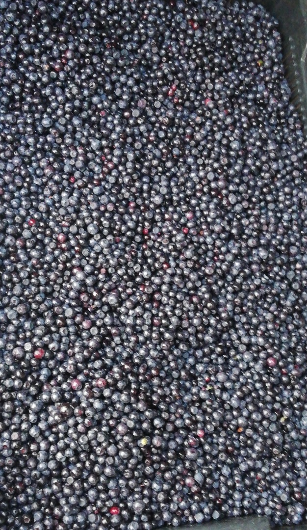I will buy fresh forest berries, all over Poland, wholesale quantities