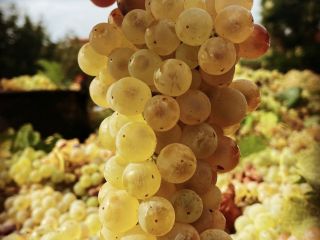 Certified organic white wine grapes - IGP Lazio, DOC