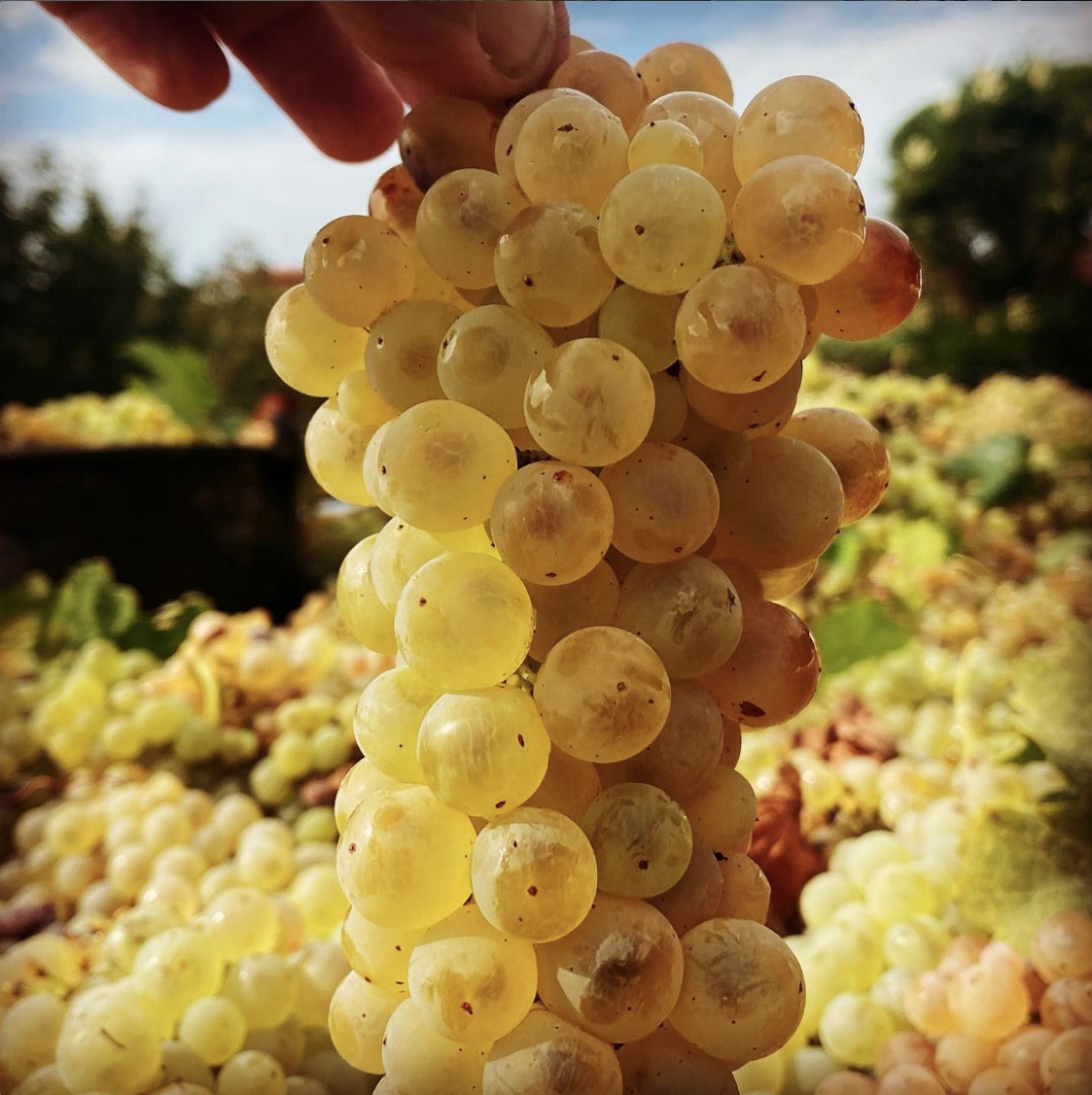 Certified organic white wine grapes - IGP Lazio, DOC Colli Albani, DOC Castelli Romani - Trebbiano toscano, Malvasia del Lazio and Malvasia di Candia