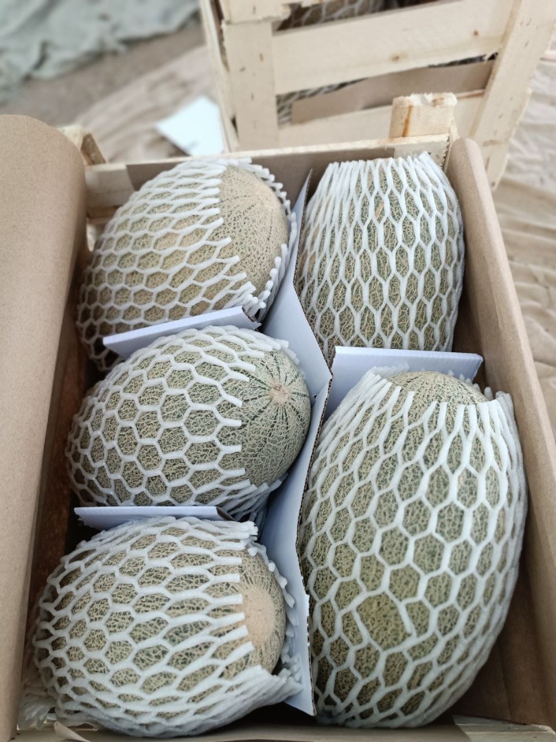 The export company "MUSAEVS EXIM CONSULTING" in Uzbekistan offers melons of the "Torpedo" and "Airport" varieties of the highest quality at competitive prices