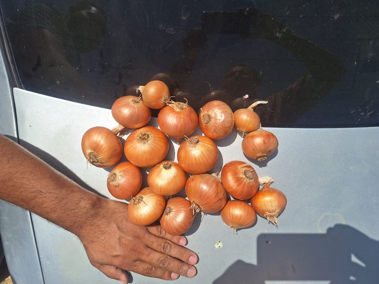 fresh onion gold HS Code 070310 25Kg\bag