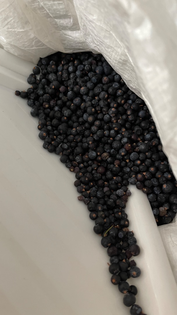 Juniper fruit -Juniperus communis